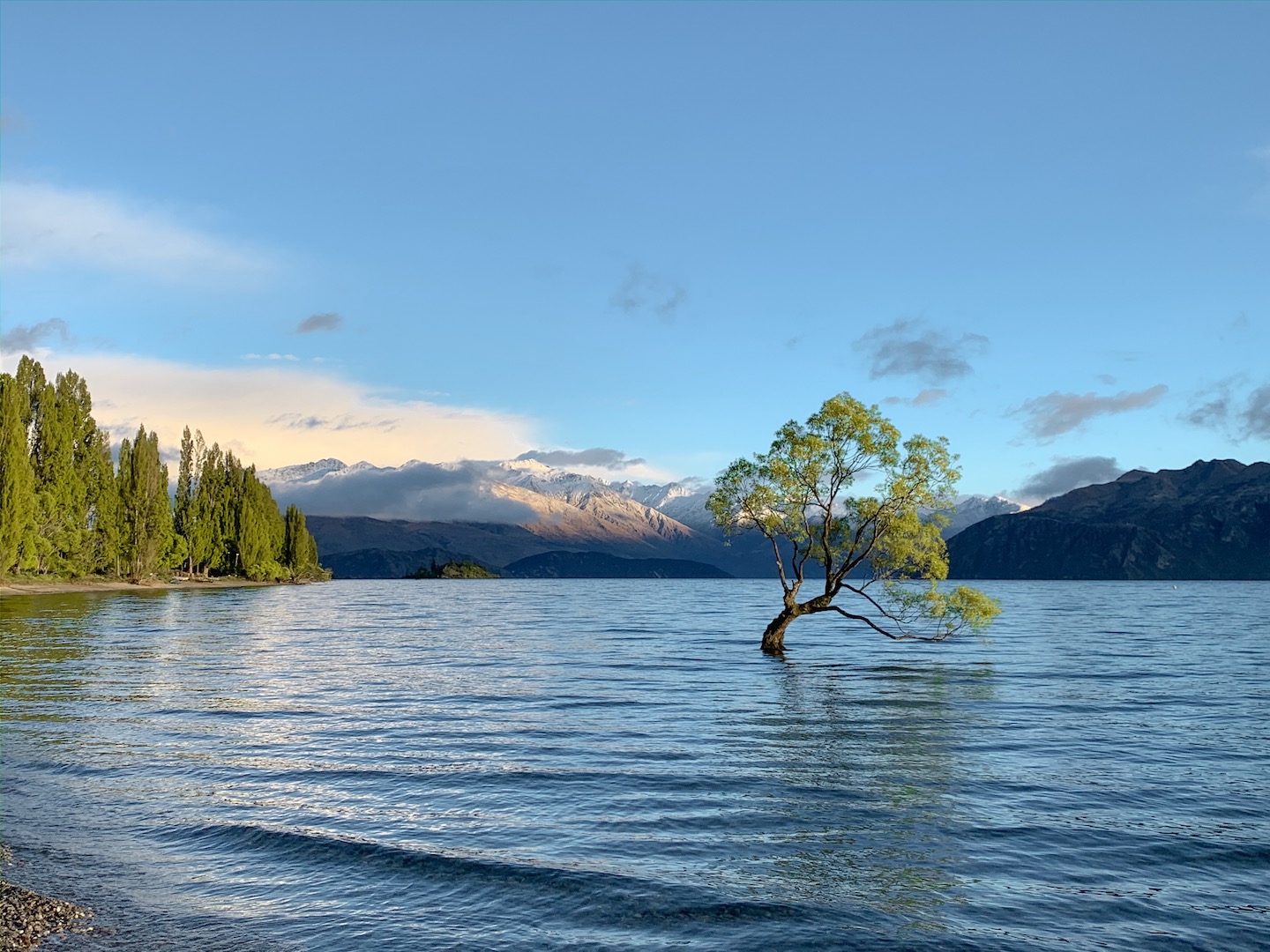 The Wanaka Tree - Lake Wanaka, New Zealand