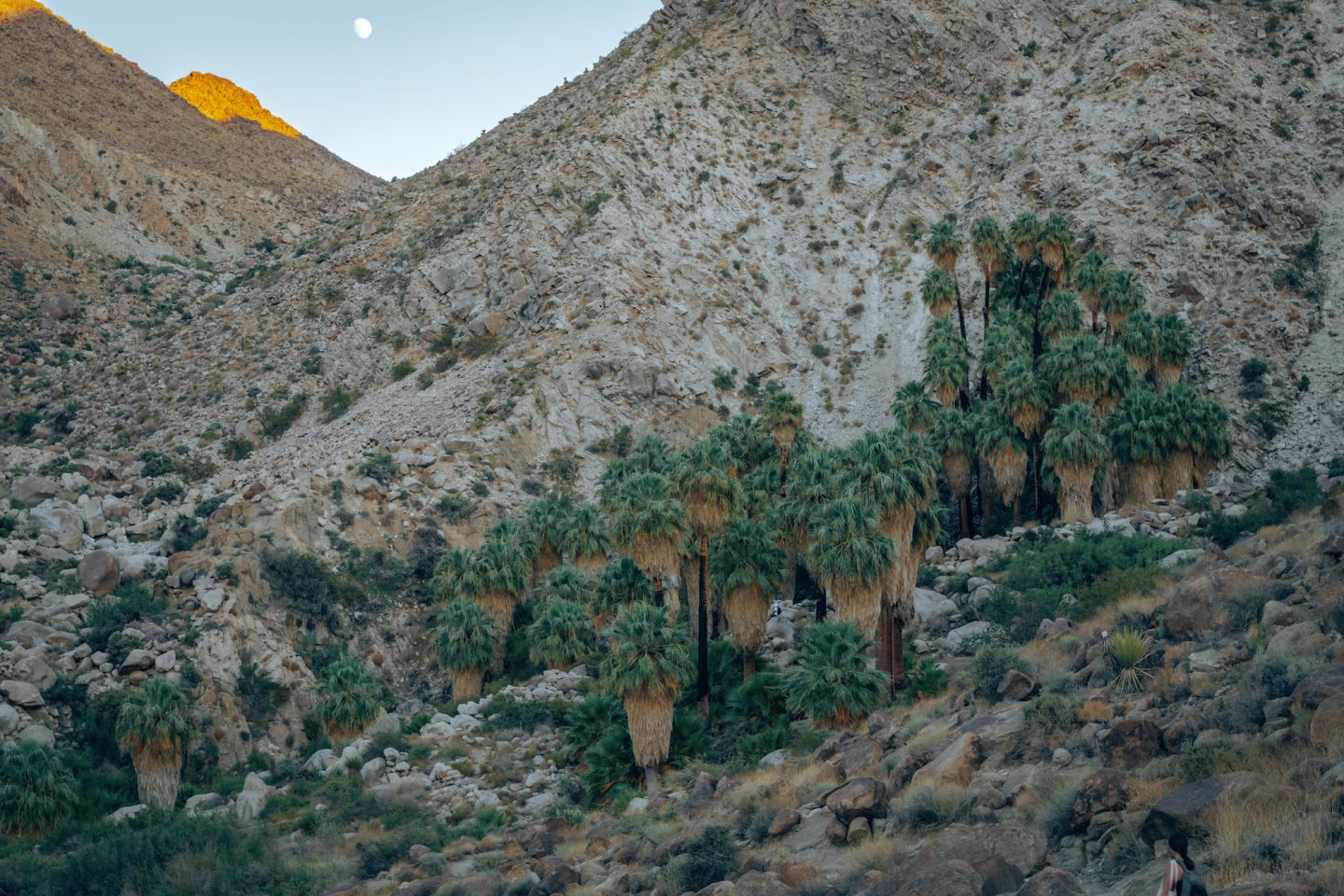 Fortynine Palms Oasis - Joshua Tree National Park