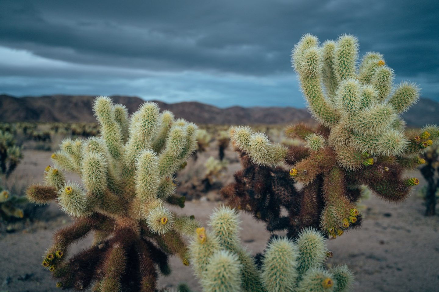 Cholla Cactus - Cholla Cactus Garden, Joshua Tree National Park