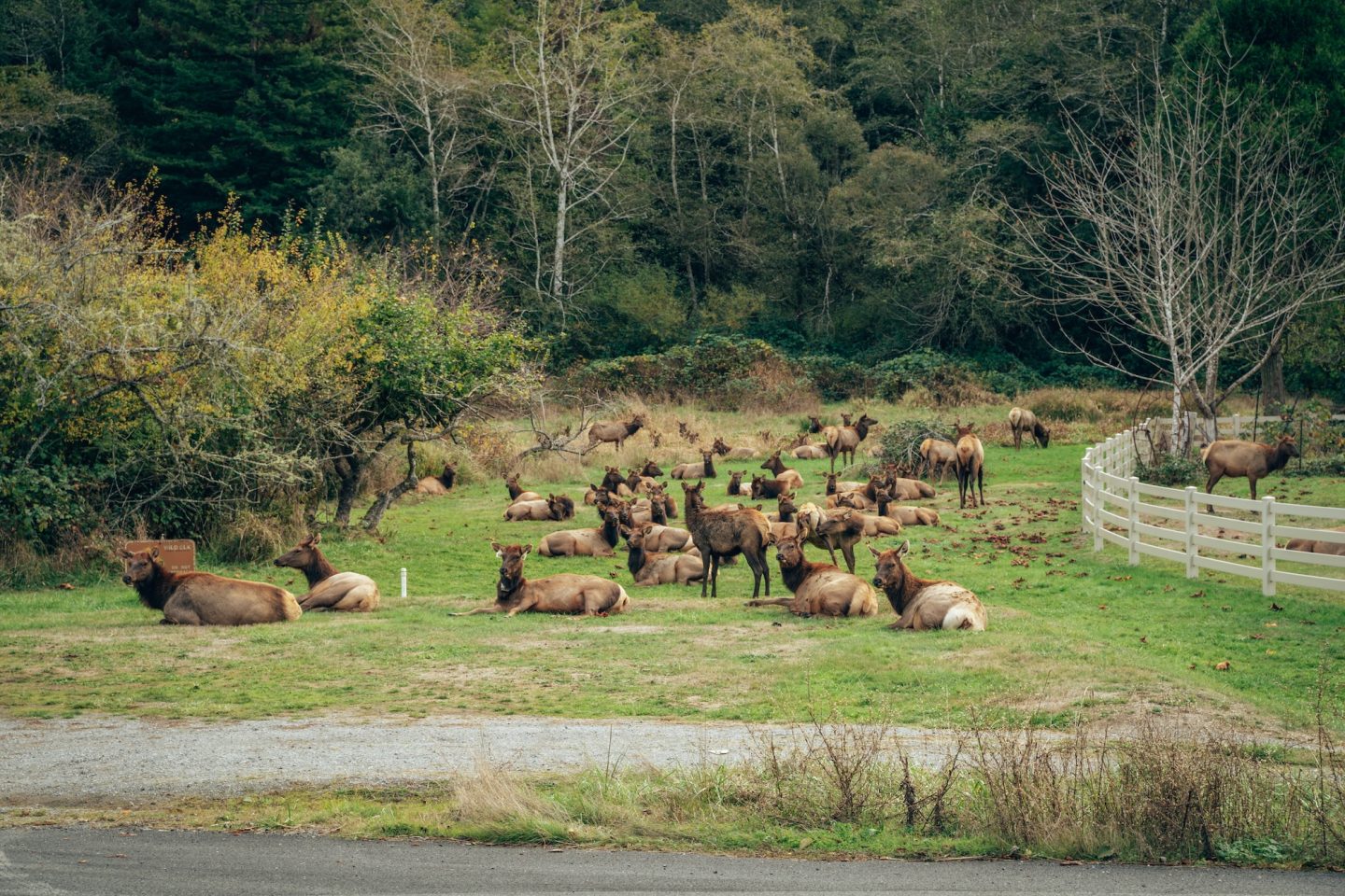 Roosevelt Elk - Redwood National Park and State Parks