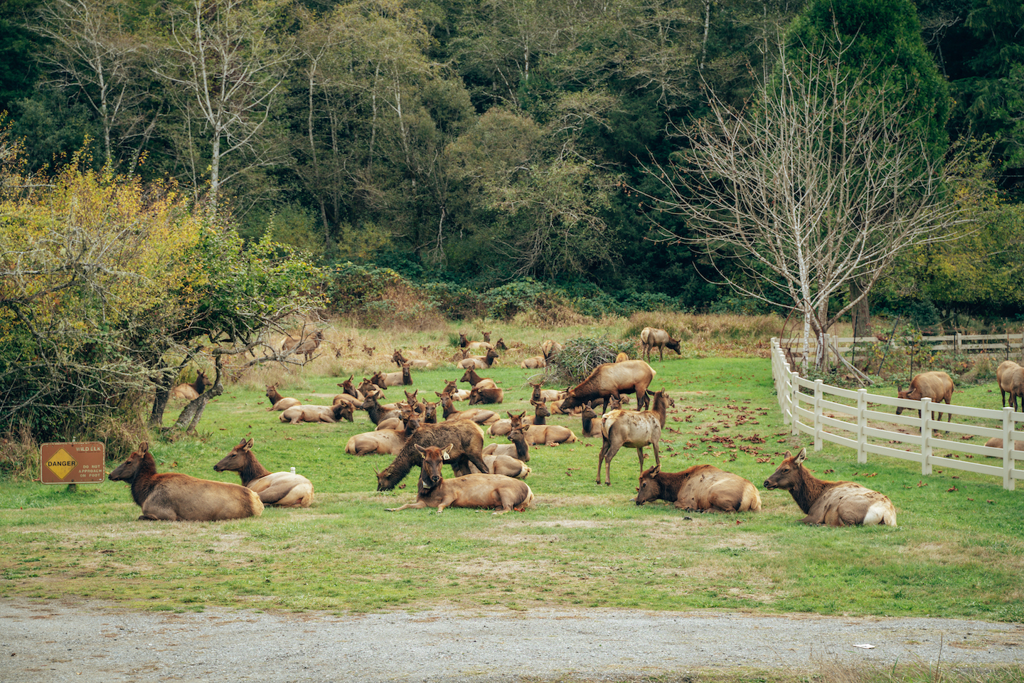 Herd of Elk in Orick, CA