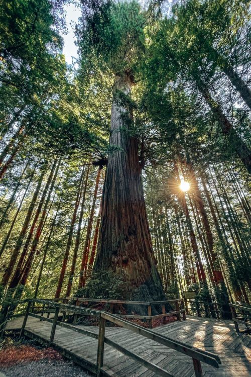 5 MUST-DO ACTIVITIES IN REDWOOD NATIONAL PARK AND STATE PARKS - SMILKOS ...