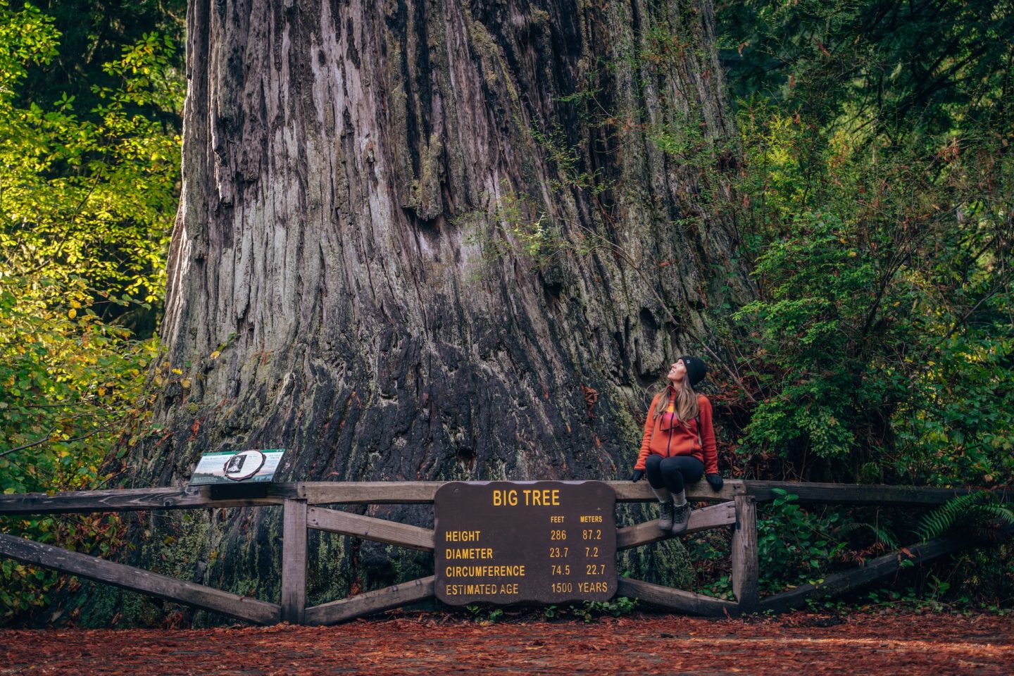 Big Tree Wayside - Redwood National Park - Smilkos Lens