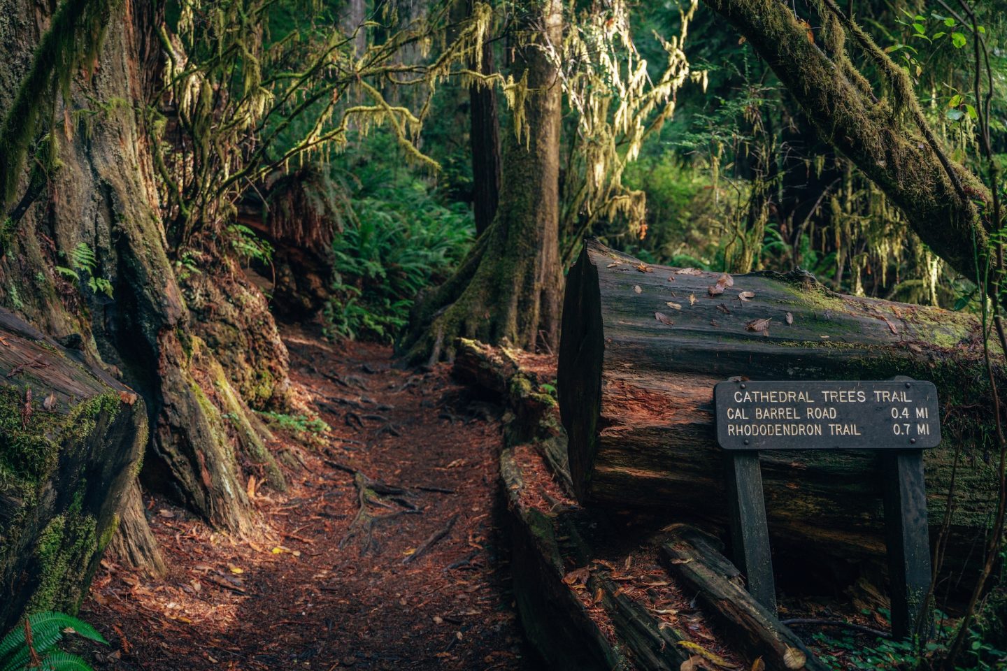 Cathedral Trees Trail - Prairie Creek Redwoods State Park, Redwood National Park