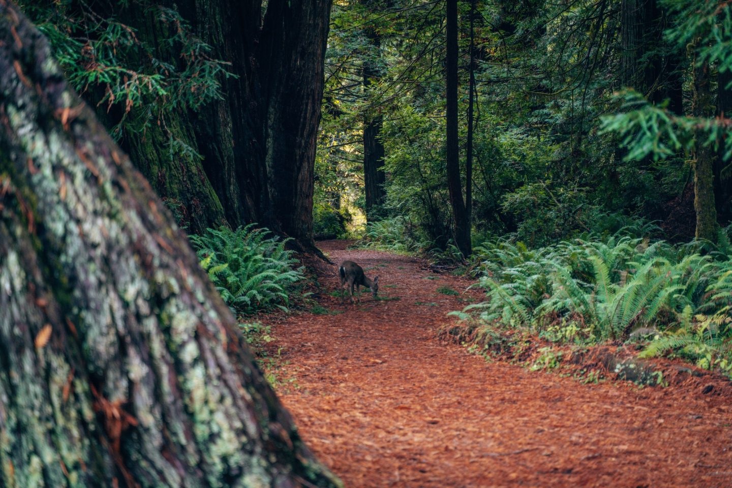 Deer in Prairie Creek Redwoods State Park - Redwood National Park