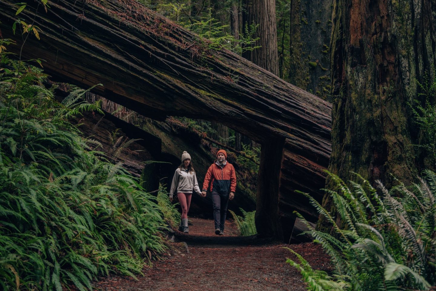 Karl Knapp Trail - Prairie Creek Redwoods State Park, Redwood National Park