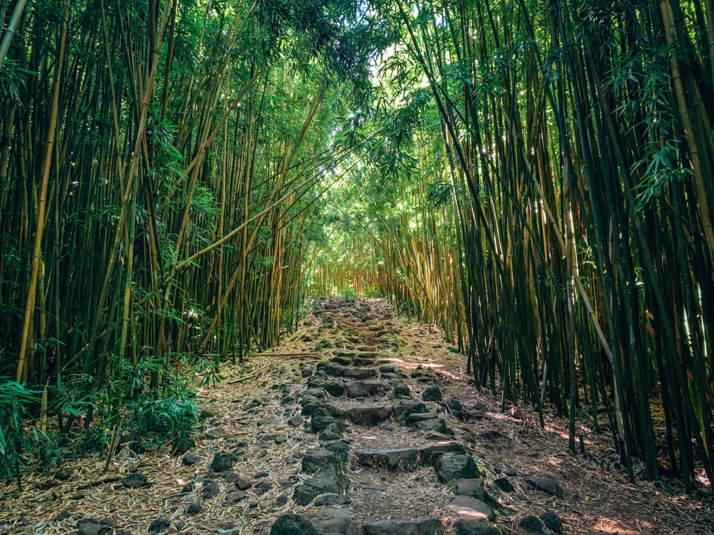 Bamboo Forest in Haleakalā National Park - Maui Hawai'i