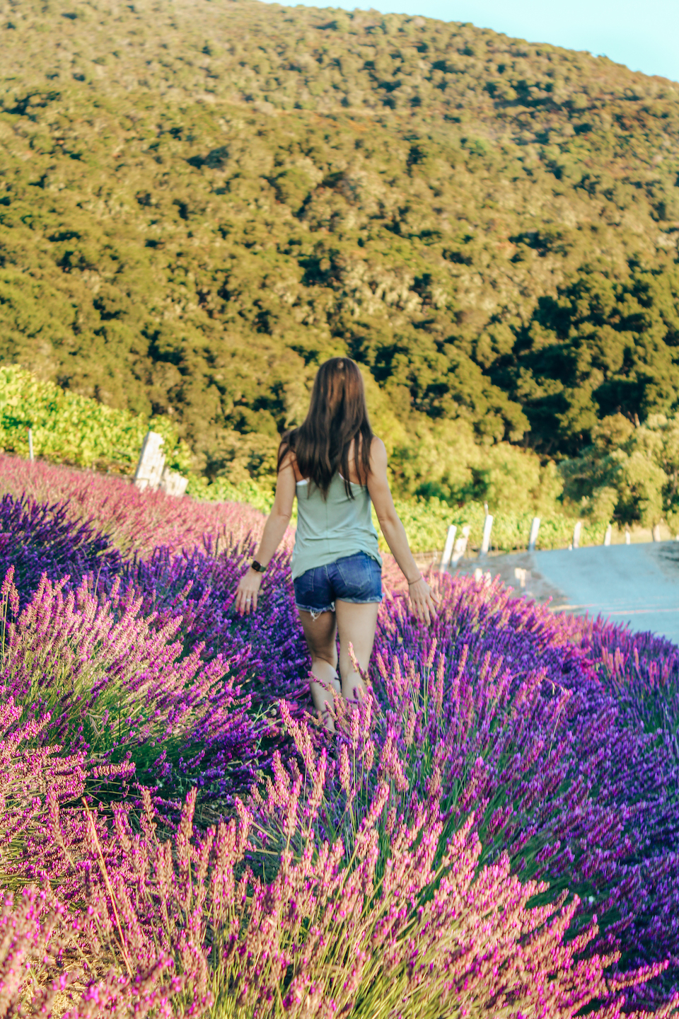 Lavender at Carmel Valley Ranch - Carmel Valley