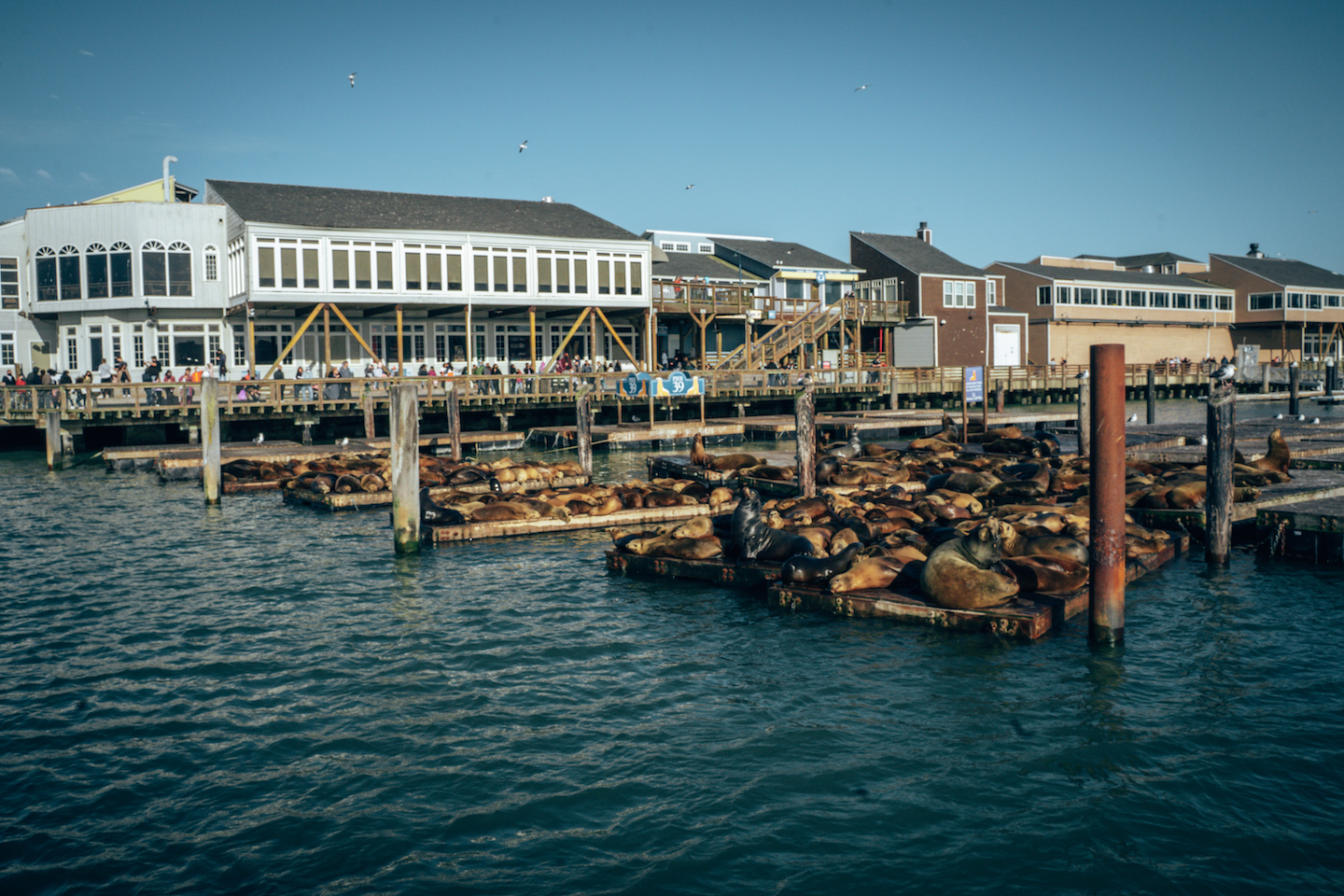 Sea Lions at Pier 39 - San Francisco, California