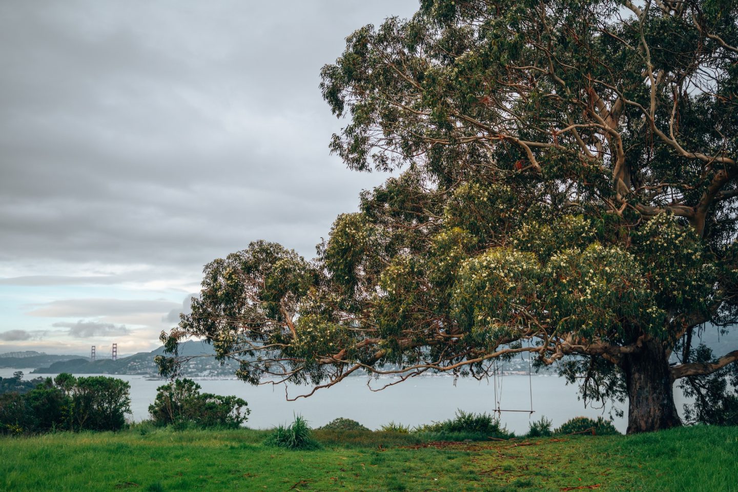 Tiburon Hippie Tree - Tiburon, California