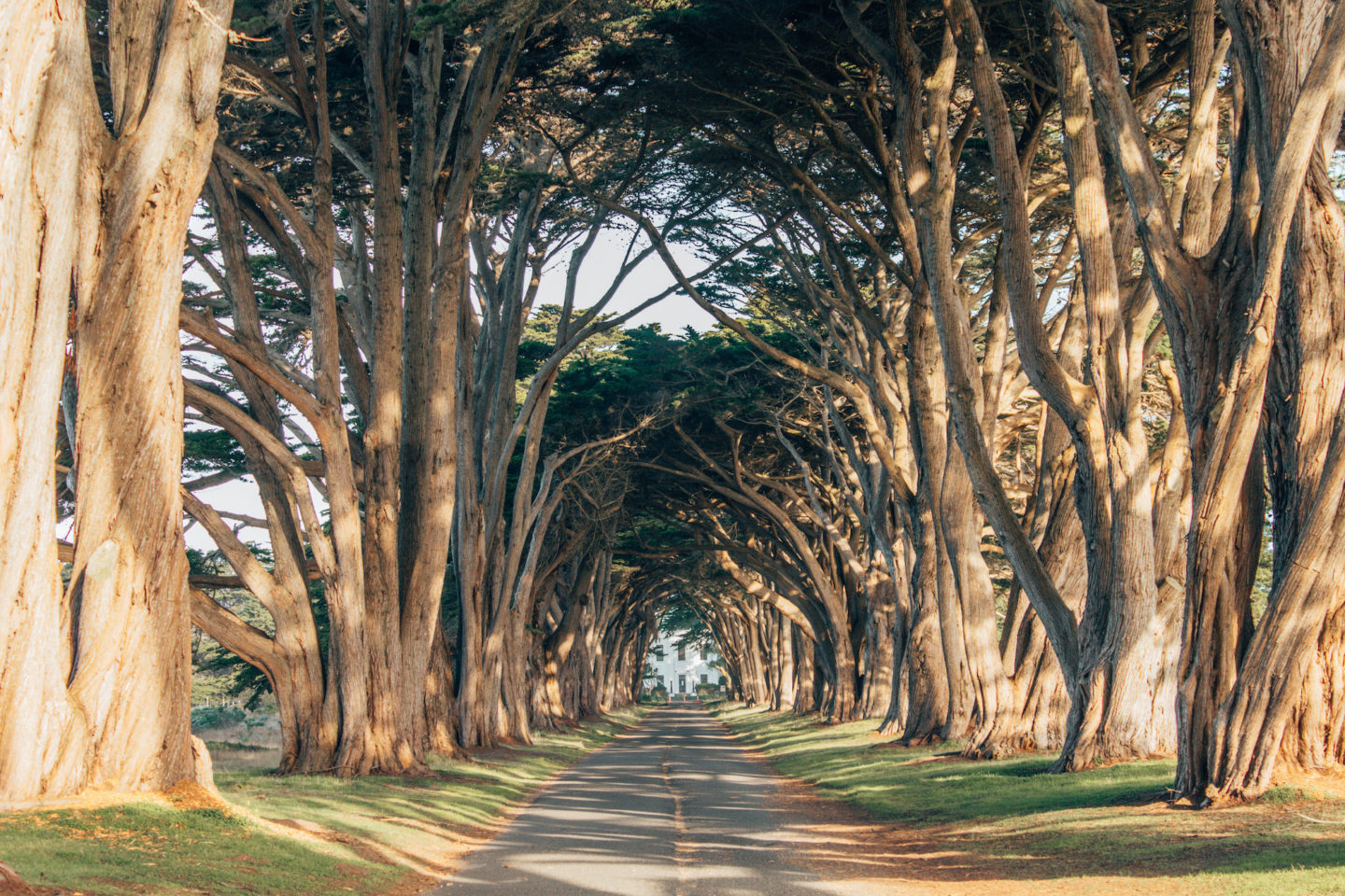 Point Reyes Cypress Tree Tunnel - Point Reyes, CA