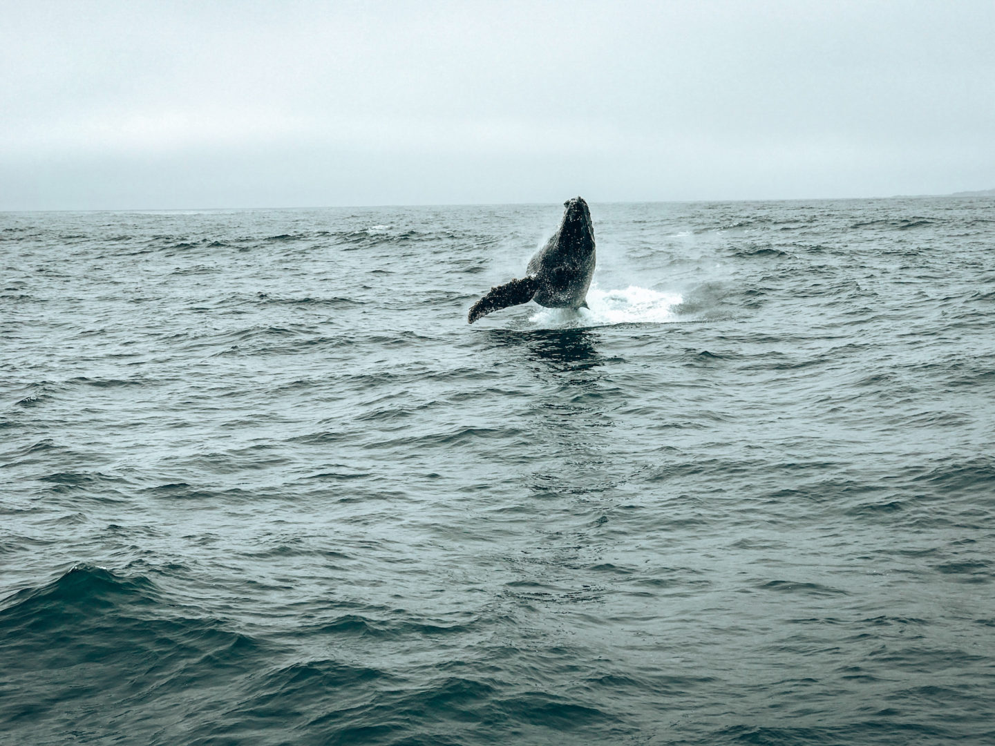 Whale breach - Monterey, CA
