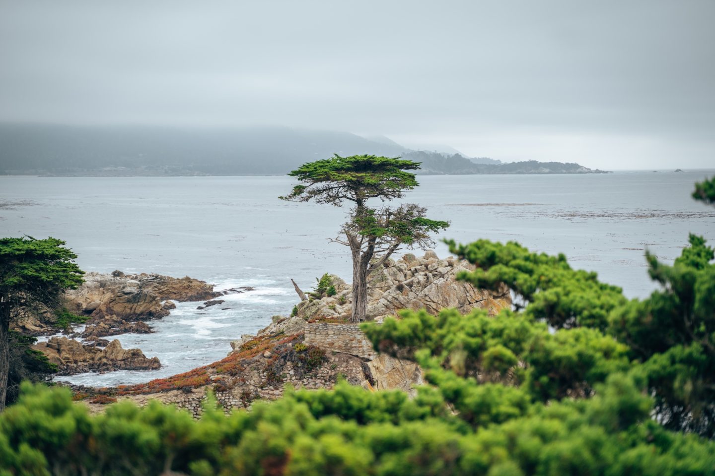 Lone Cypress Tree - 17-Mile Drive, Pebble Beach