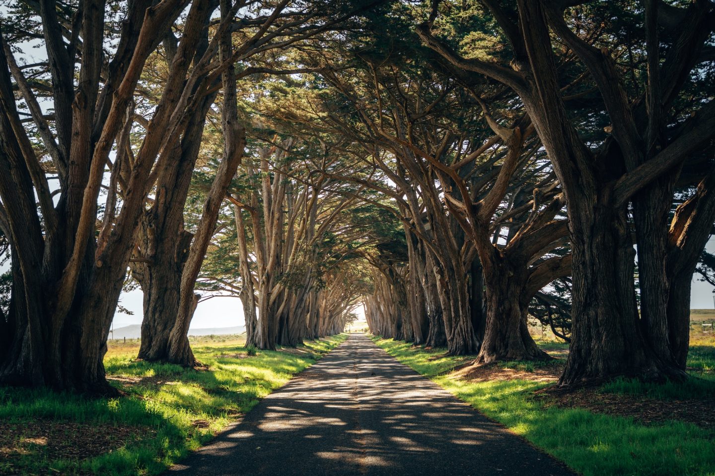 Cypress Tree Tunnel - Point Reyes, California