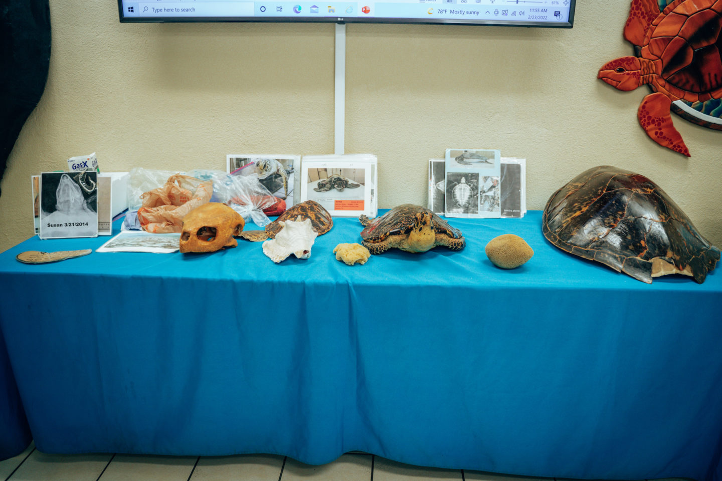 Learn about Florida Keys marine life - Turtle Hospital, Marathon Key