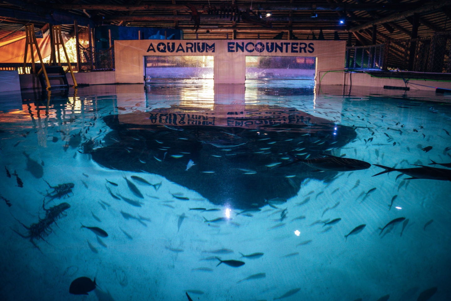 Aquarium Encounters - Marathon Key
