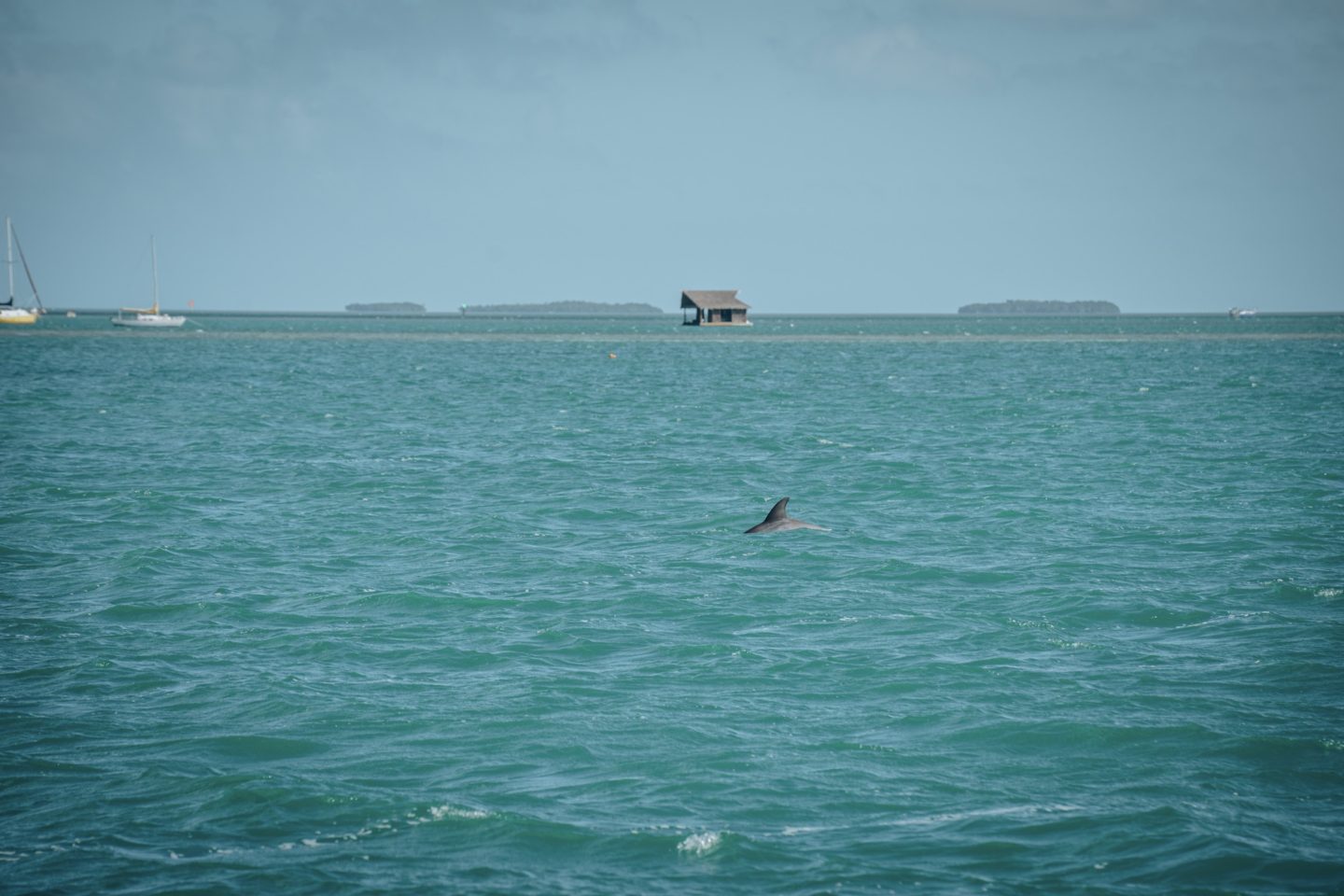 7 WAYS TO EXPERIENCE FLORIDA KEYS MARINE LIFE … MOST WITHOUT GETTING WET!