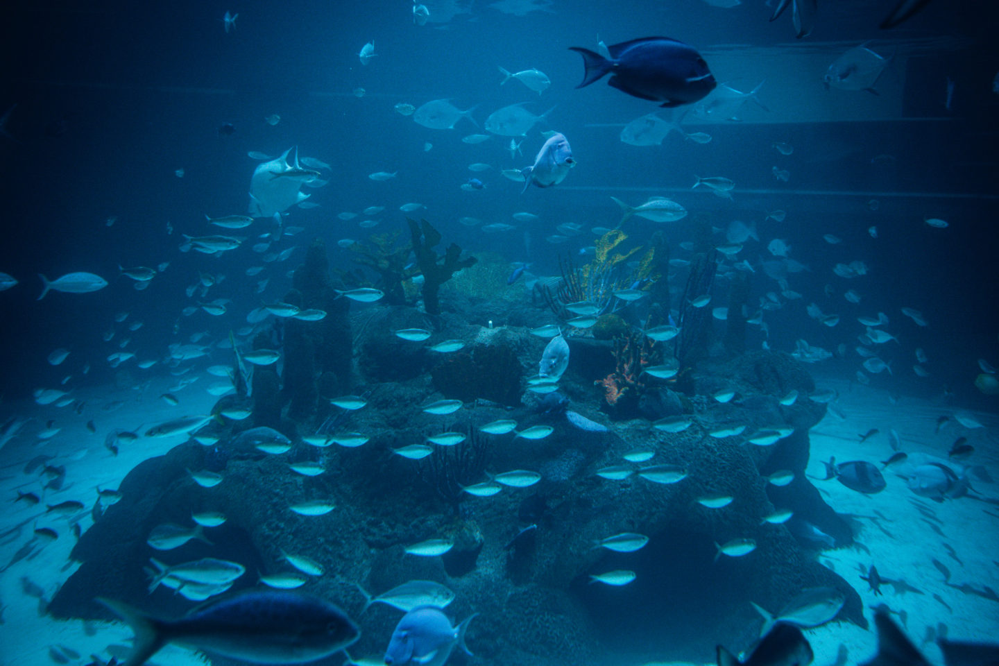 Coral Reef - Aquarium Encounters, Marathon Key