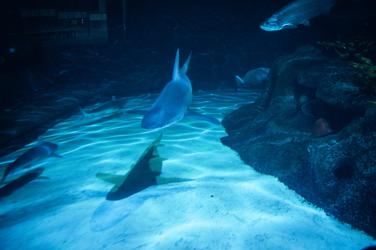 Predator Tank - Aquarium Encounters, Marathon Key