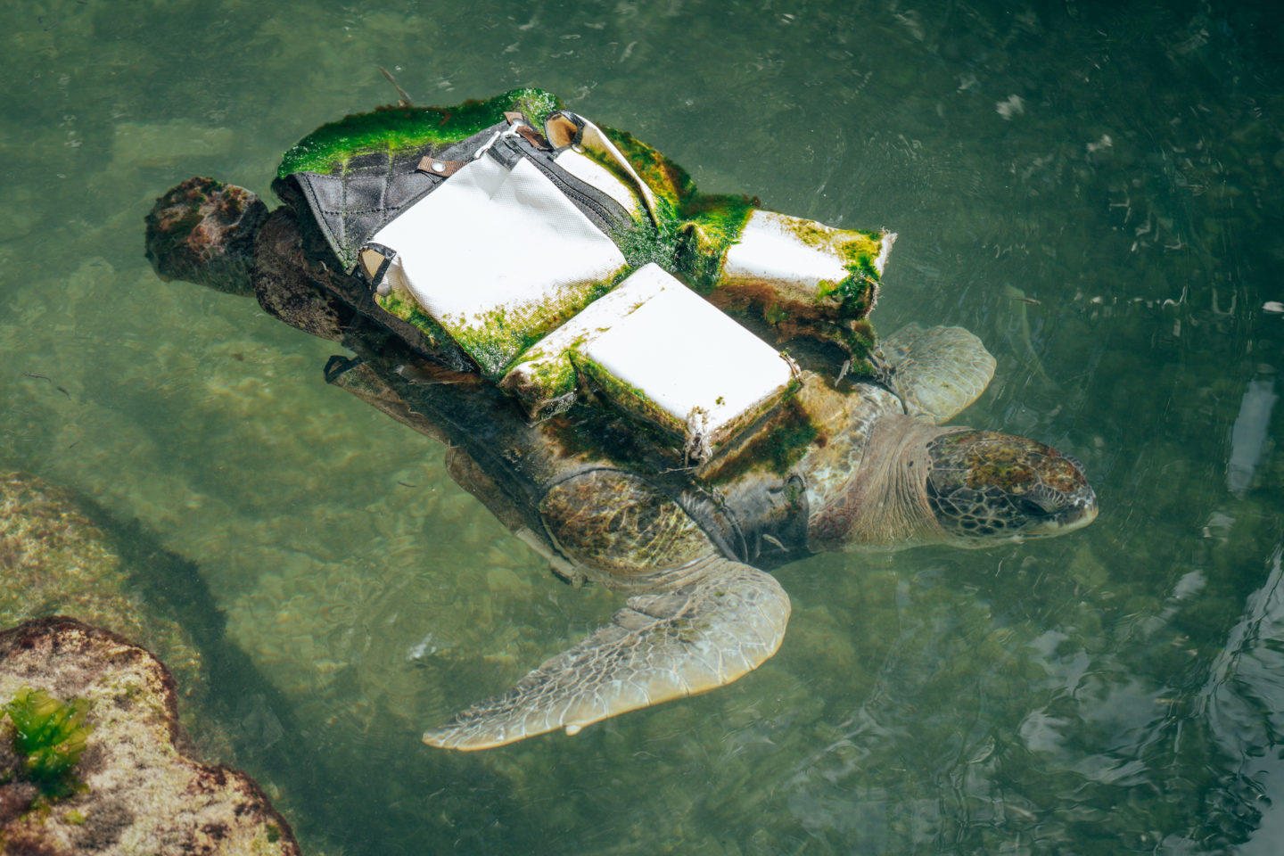 Turtle with life vest - Theater of The Sea, Islamorada