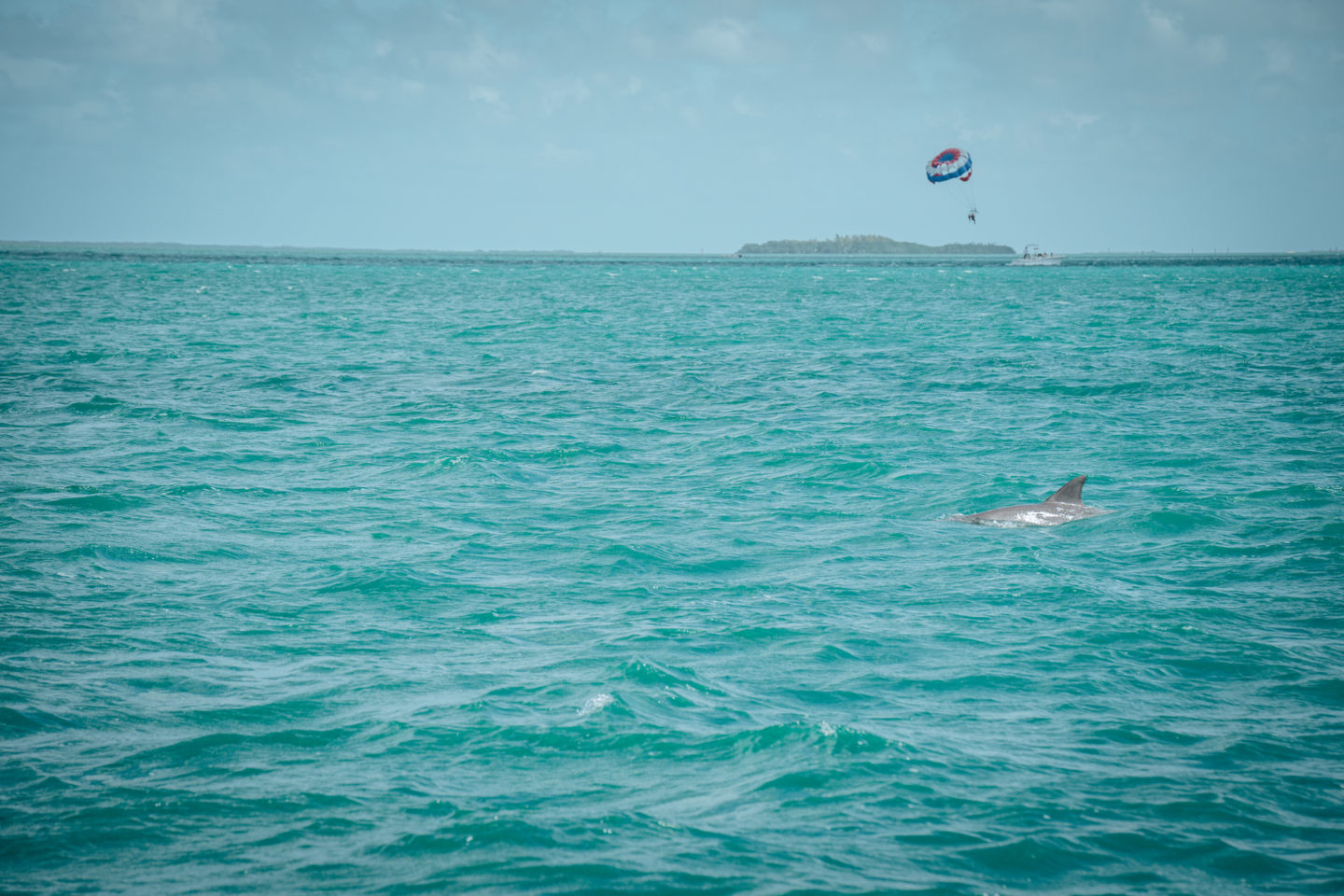 7 WAYS TO EXPERIENCE FLORIDA KEYS MARINE LIFE … MOST WITHOUT GETTING WET!