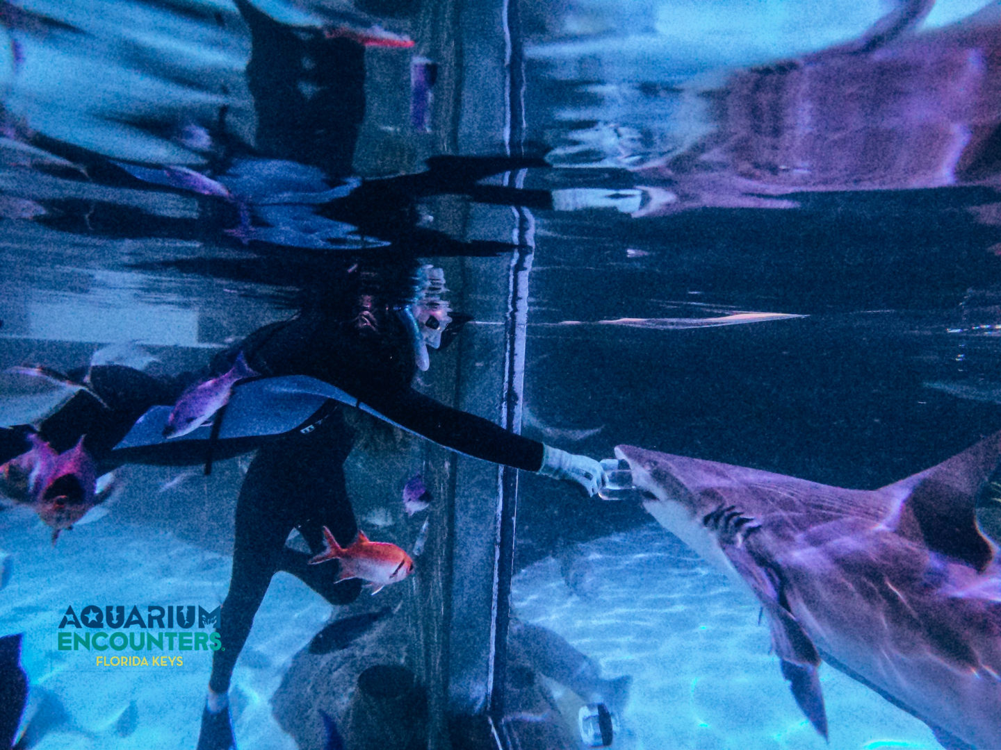 Katy feeding shark - Aquarium Encounters, Marathon Key