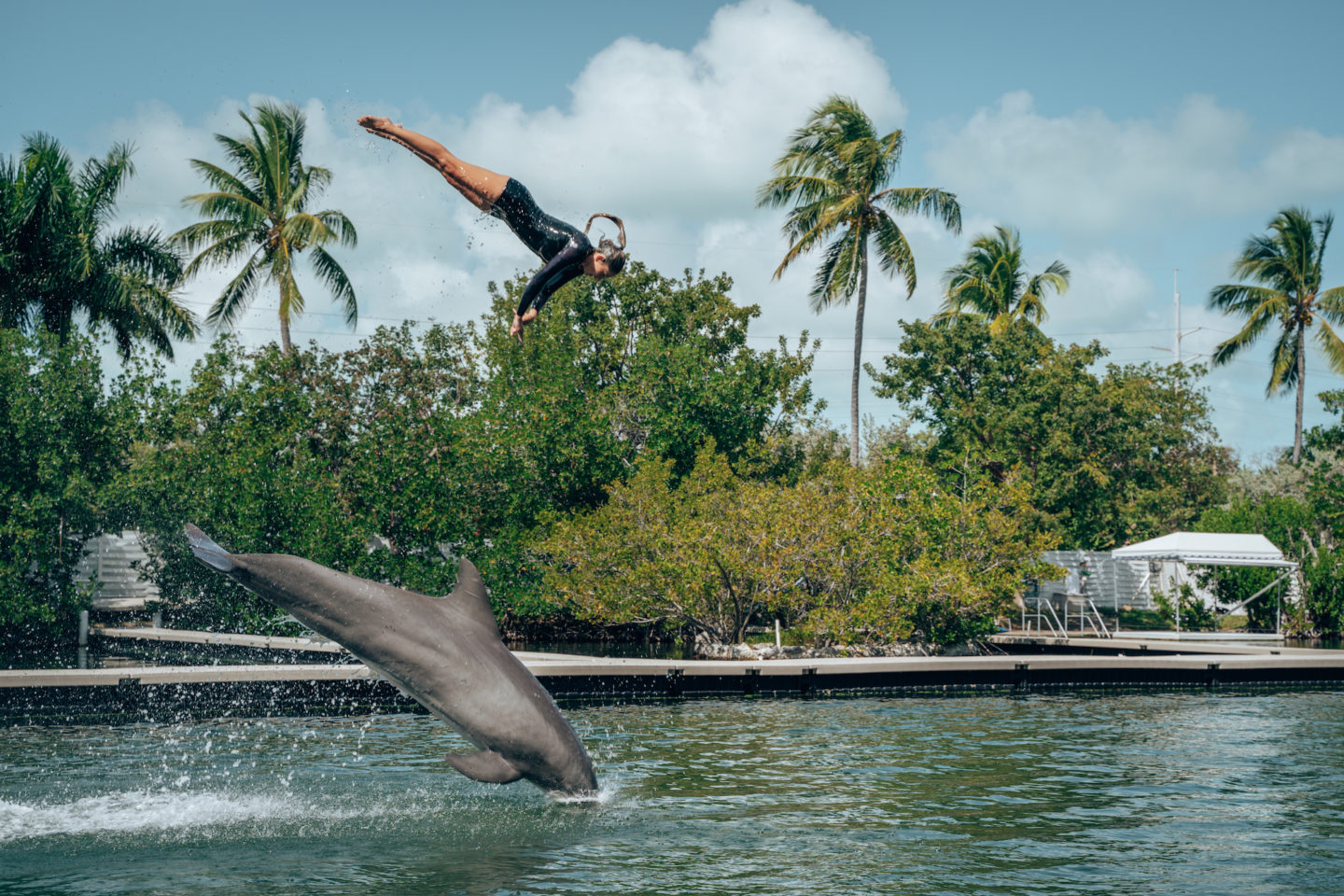 Dolphin Show - Theater of The Sea, Islamorada