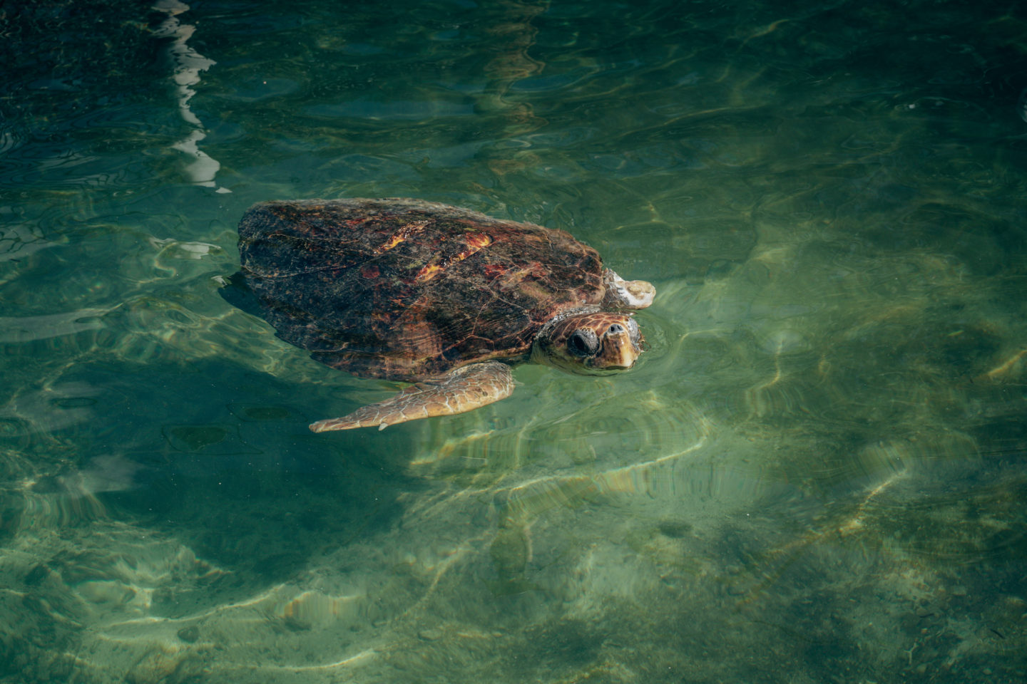 Turtle with missing flipper - Turtle Hospital, Marathon Key