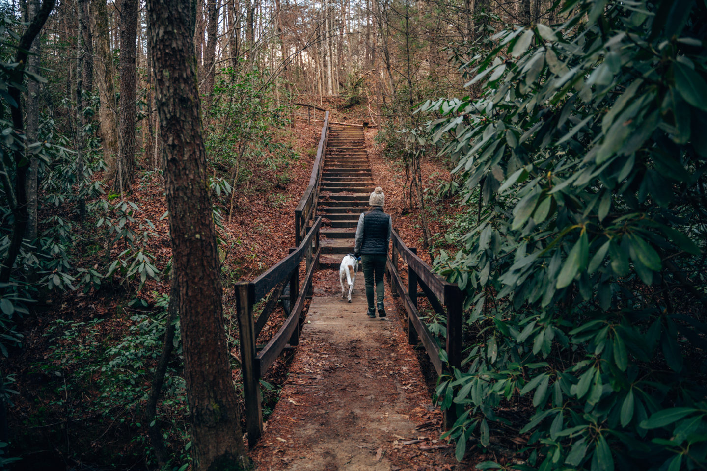 Dog-friendly hiking trail in a Georgia State Park. 