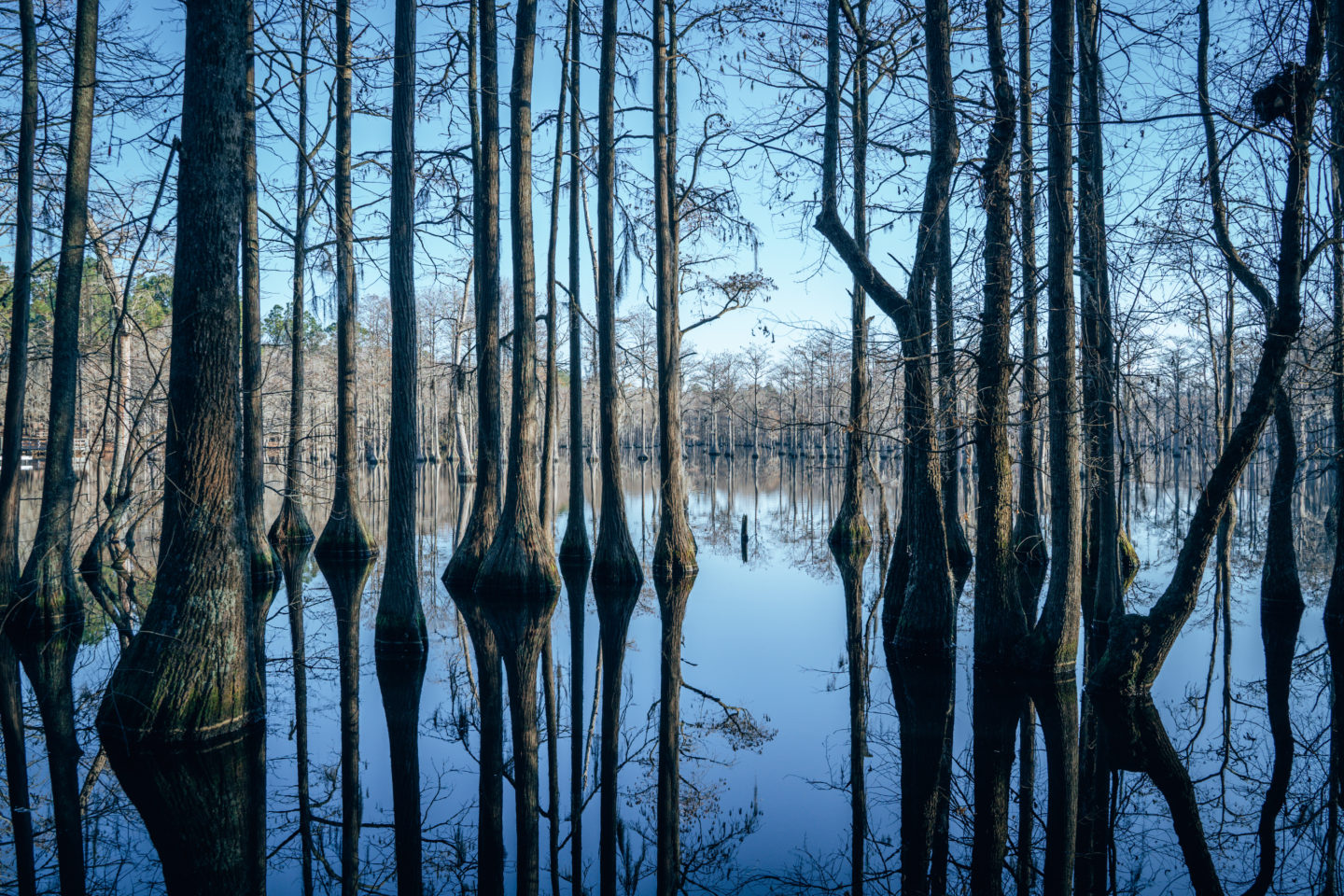 Cypress trees growing in a swamp with their reflections 