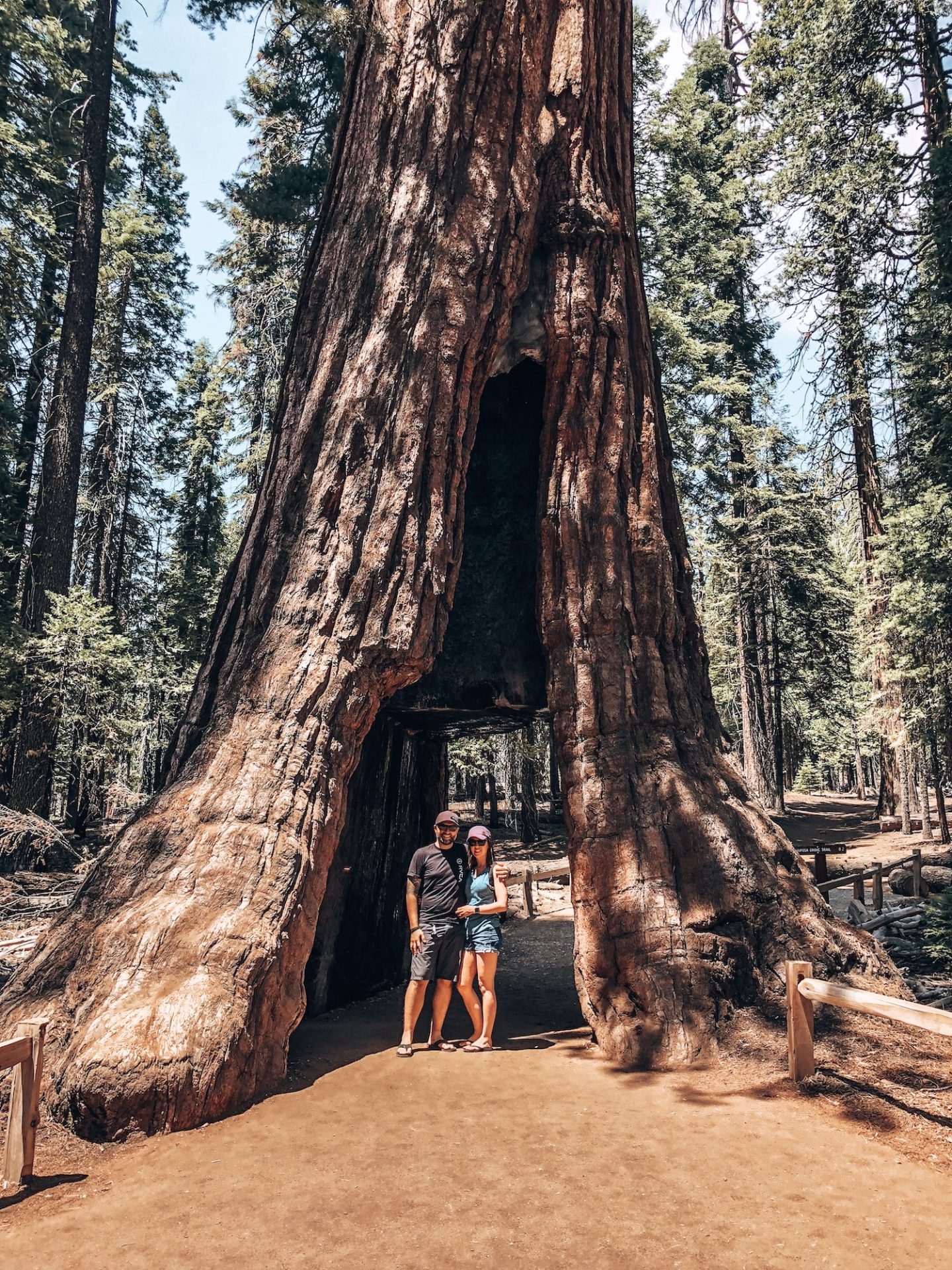California Tunnel Tree - Mariposa Grove, California
