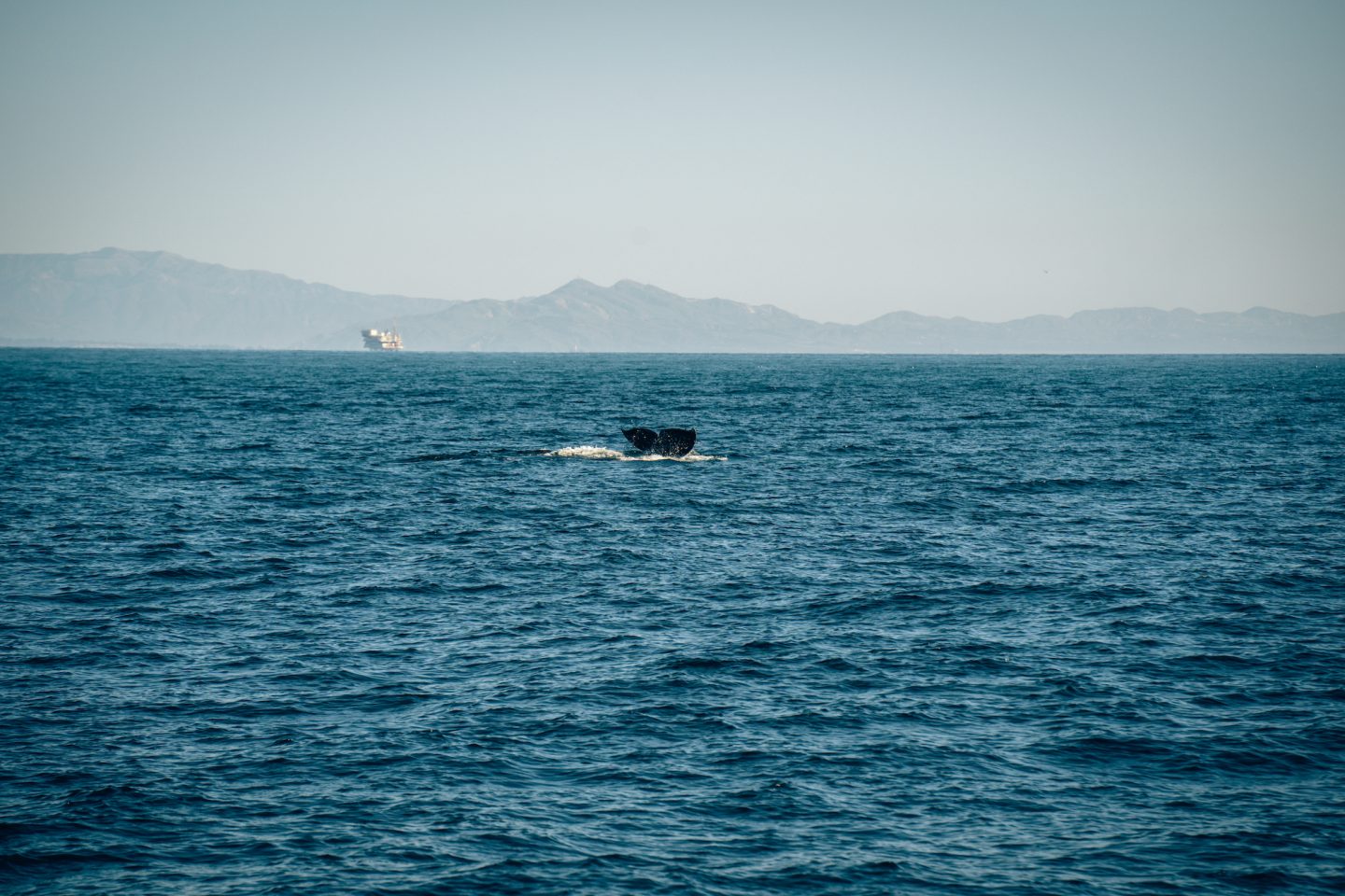 Humpback Whale - Santa Barbara Channel