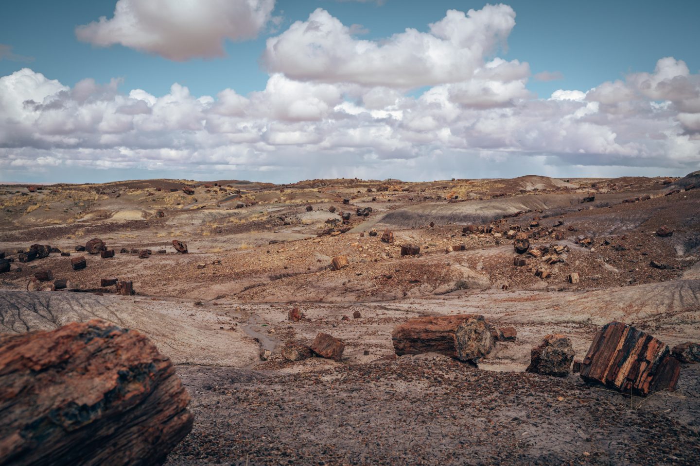 Crystal Forest - Petrified Forest National Park