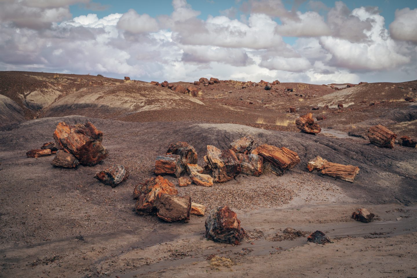 Petrified Wood - Petrified Forest National Park