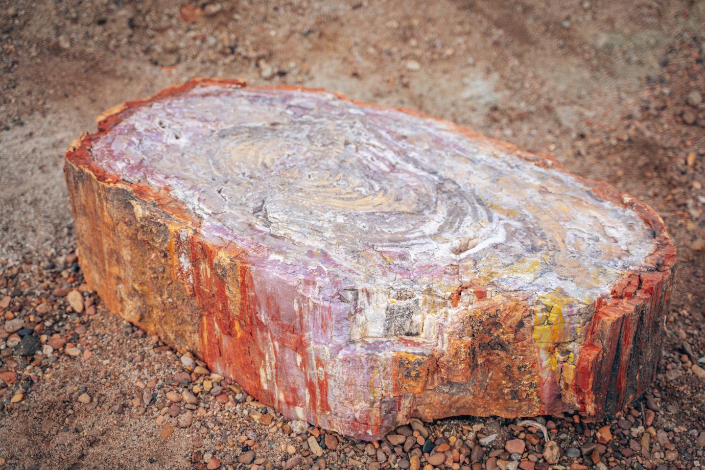 Close-up cross-section of petrified wood