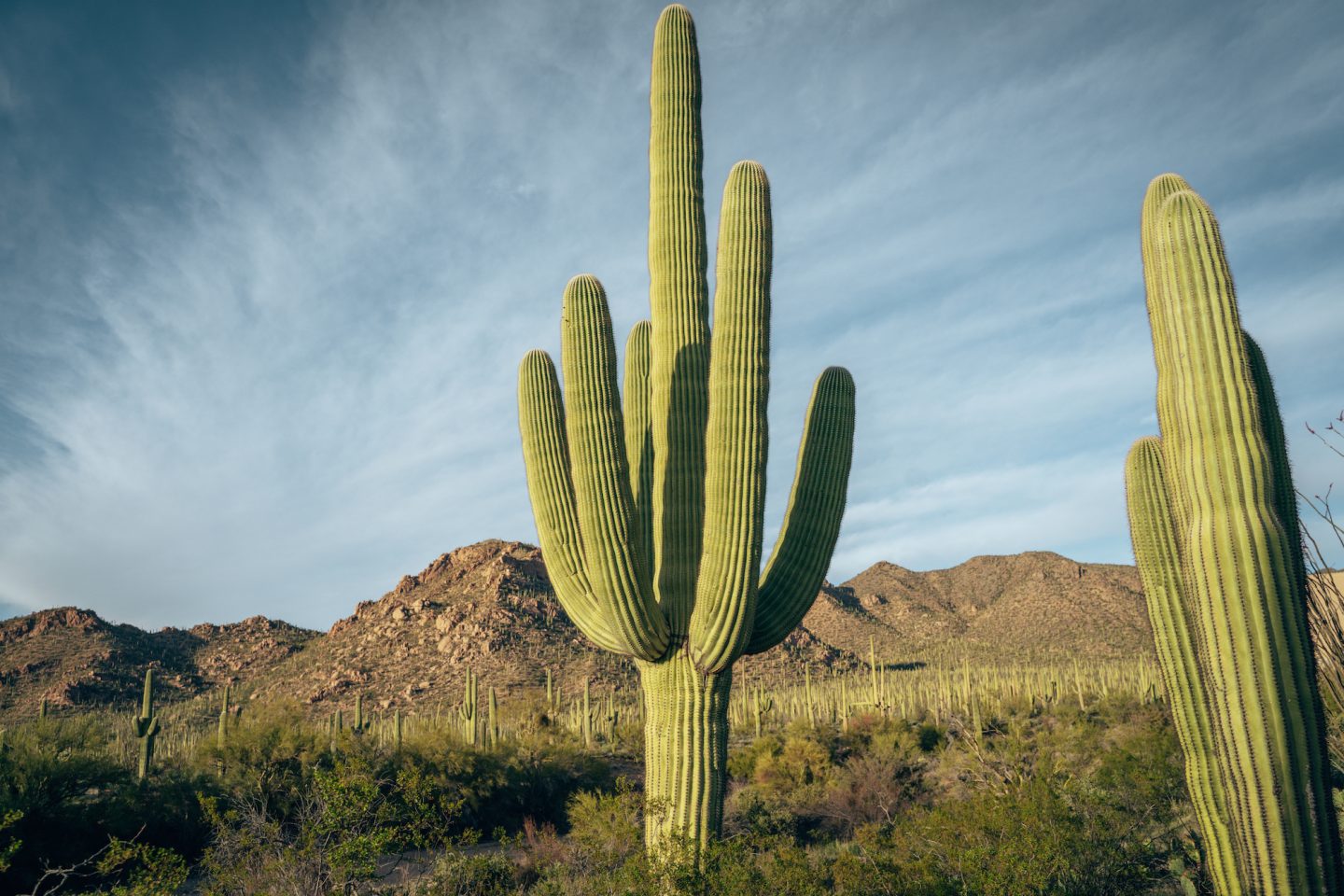 Saguaro Cactus - Saguaro National Park