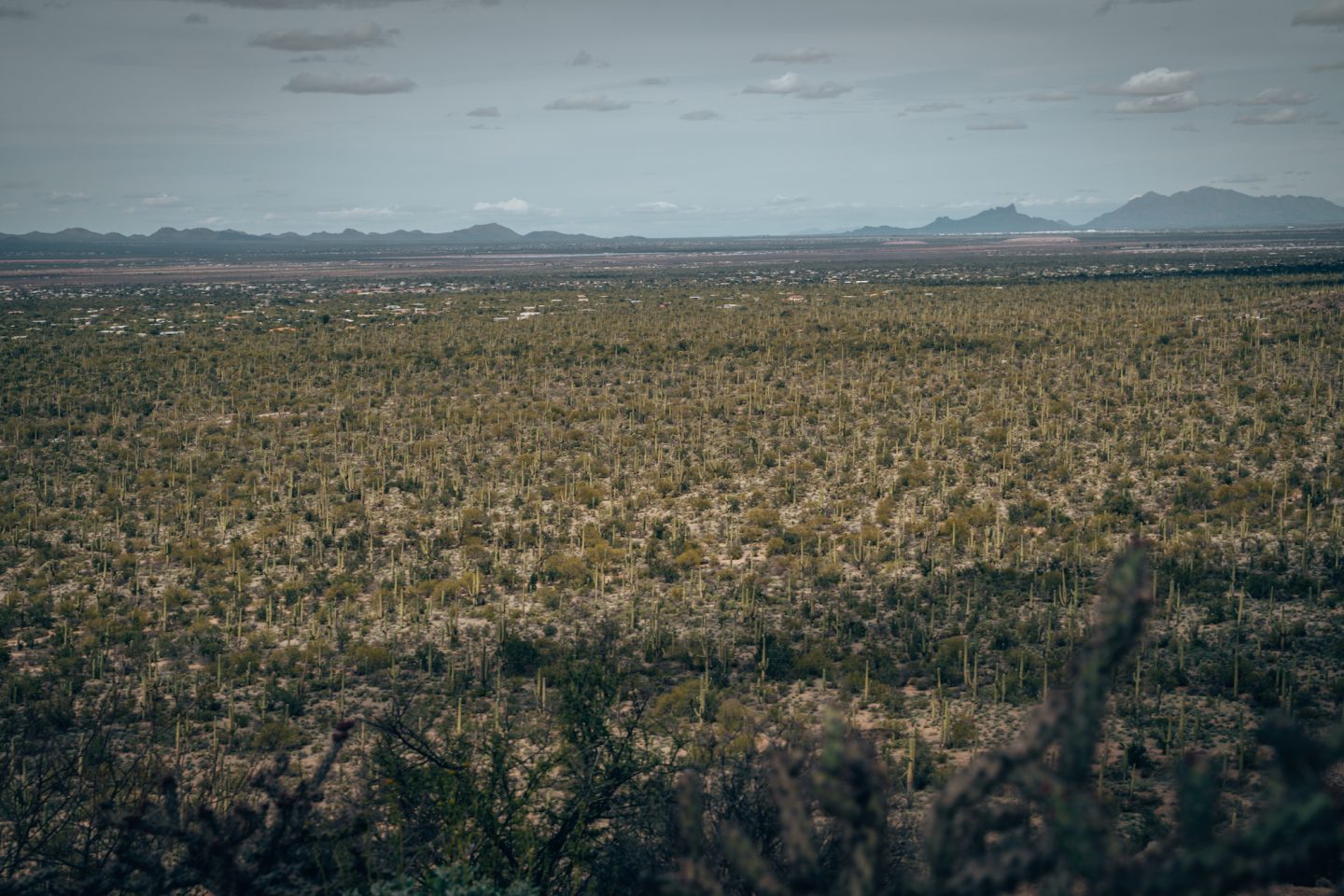 Valley View Overlook - Saguaro National Park West