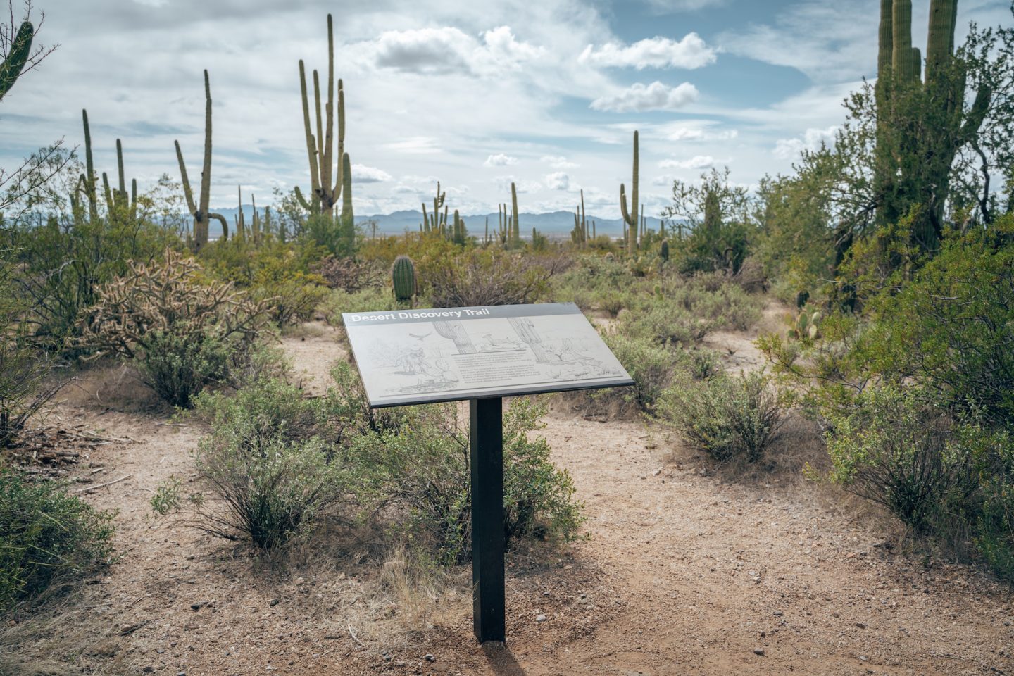 Desert Discovery Trail - Saguaro National Park West