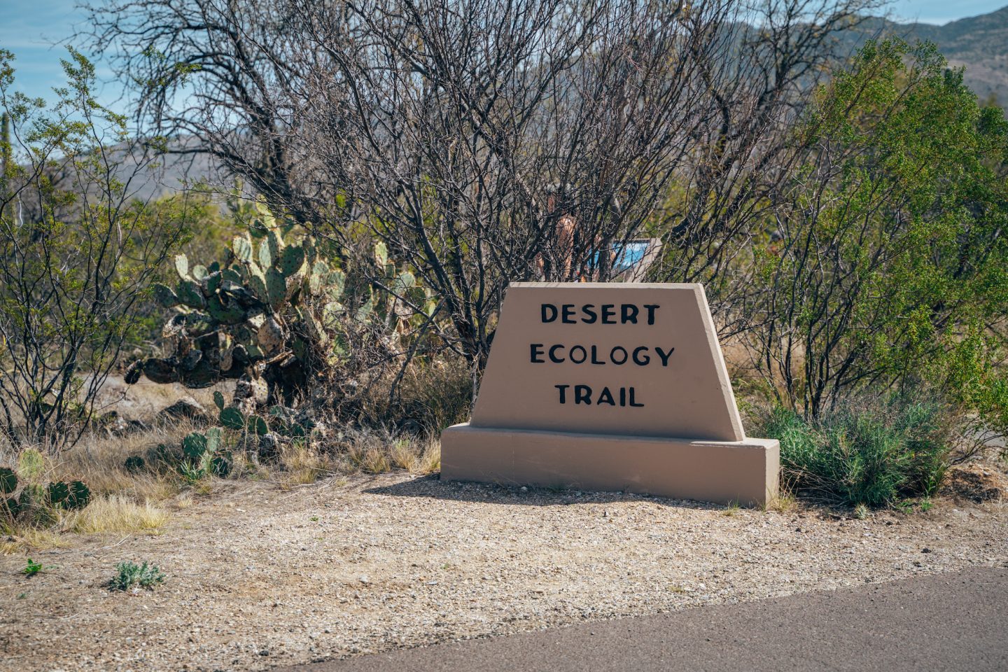 Desert Ecology Trail - Saguaro National Park East