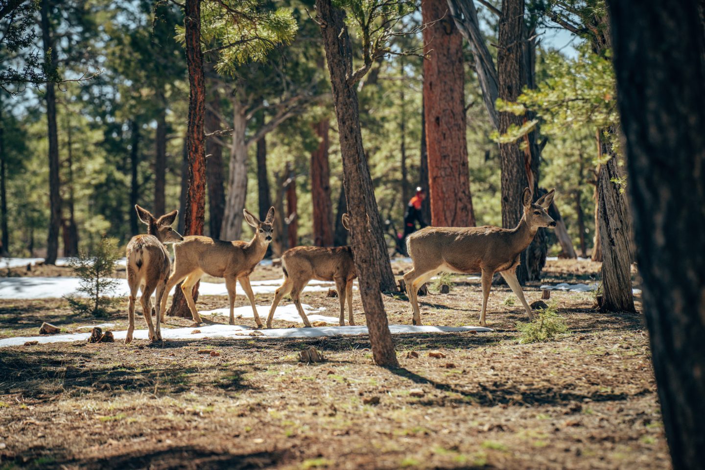 Elk at Mather Campground - Grand Canyon National Park, Arizona