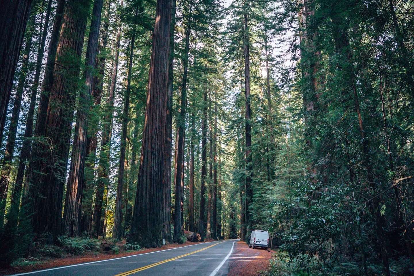 Redwood National Park - Soft Adventure Scenic Drive through the Avenue of Giants