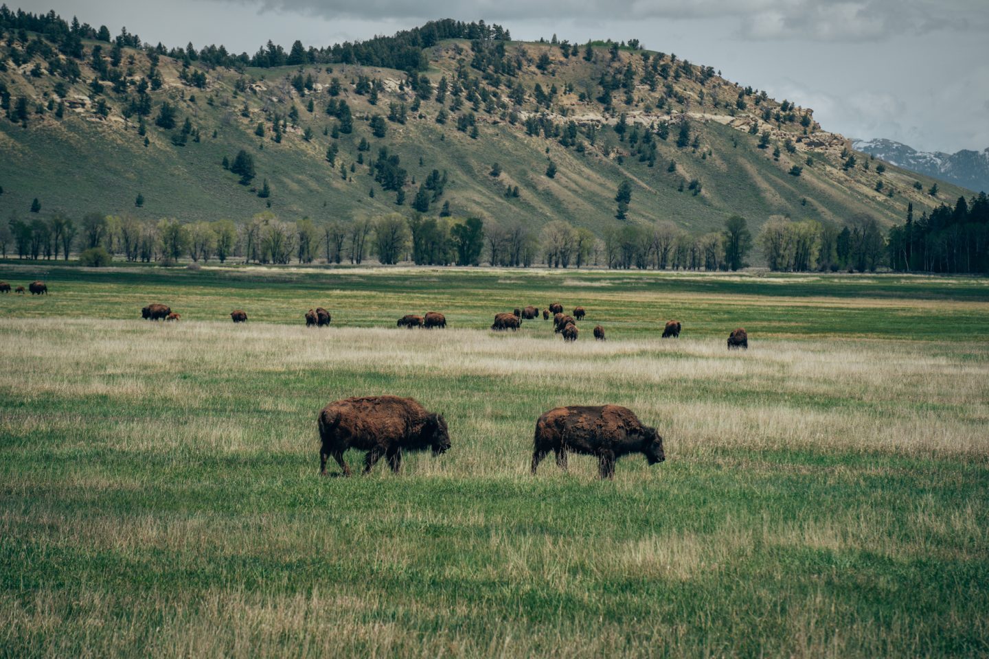 Bison - Grand Teton National Park, Wyoming