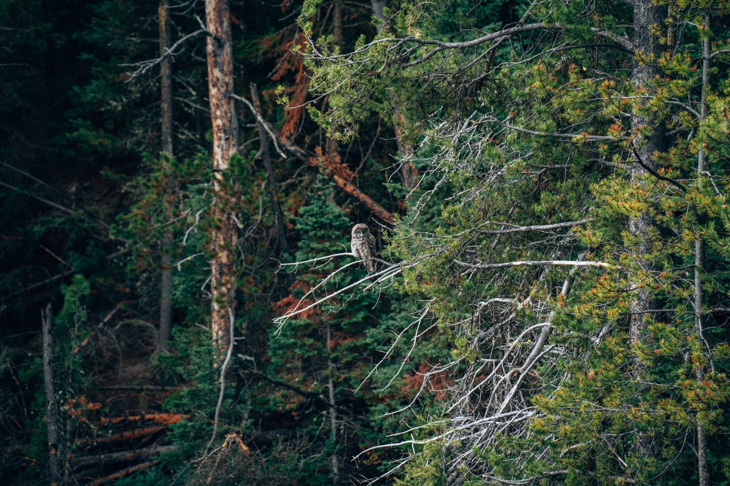 Great Grey Owl - Grand Teton National Park, Wyoming