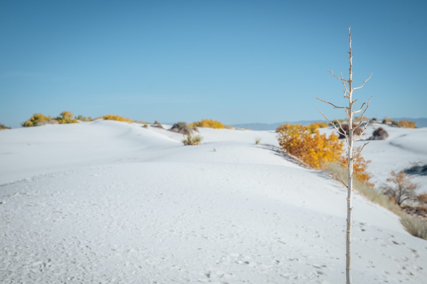 White Sands National Park fall foliage