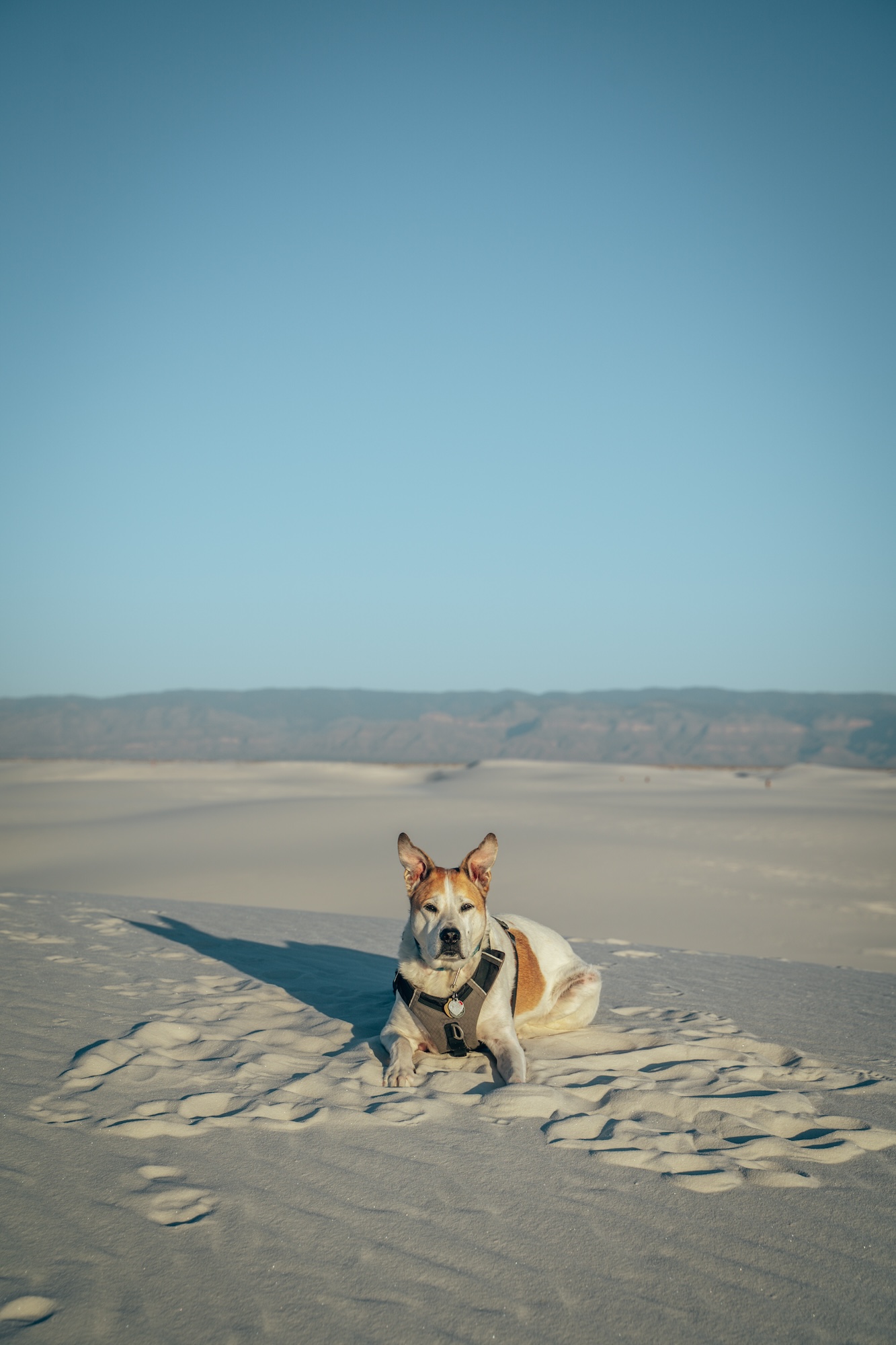 Dogs at White Sands National Park - New Mexico