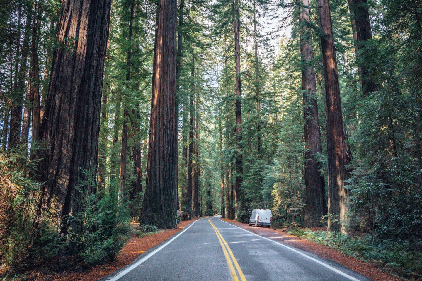 Avenue of Giants - Redwood National Park, California