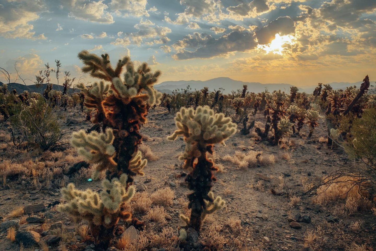Cholla Cactus Garden - Joshua Tree National Park, California