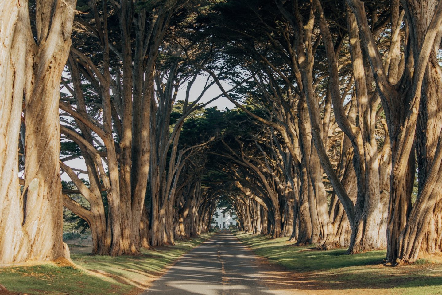 Soft Adventure Day Trip from San Francisco to Point Reyes Cypress Tree Tunnel