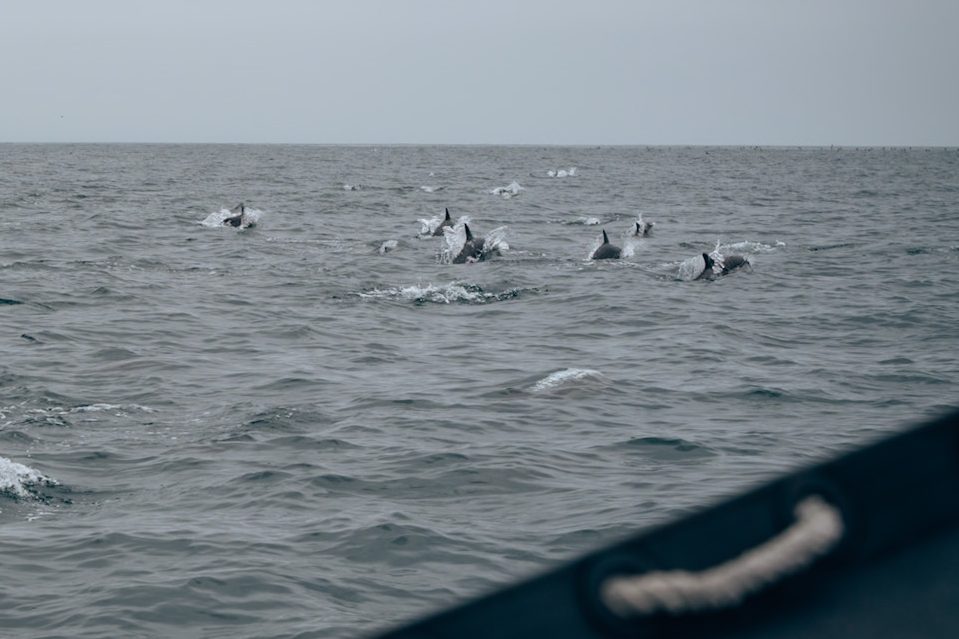 Explore Oceanside by sea and cruise with a pod of dolphins!