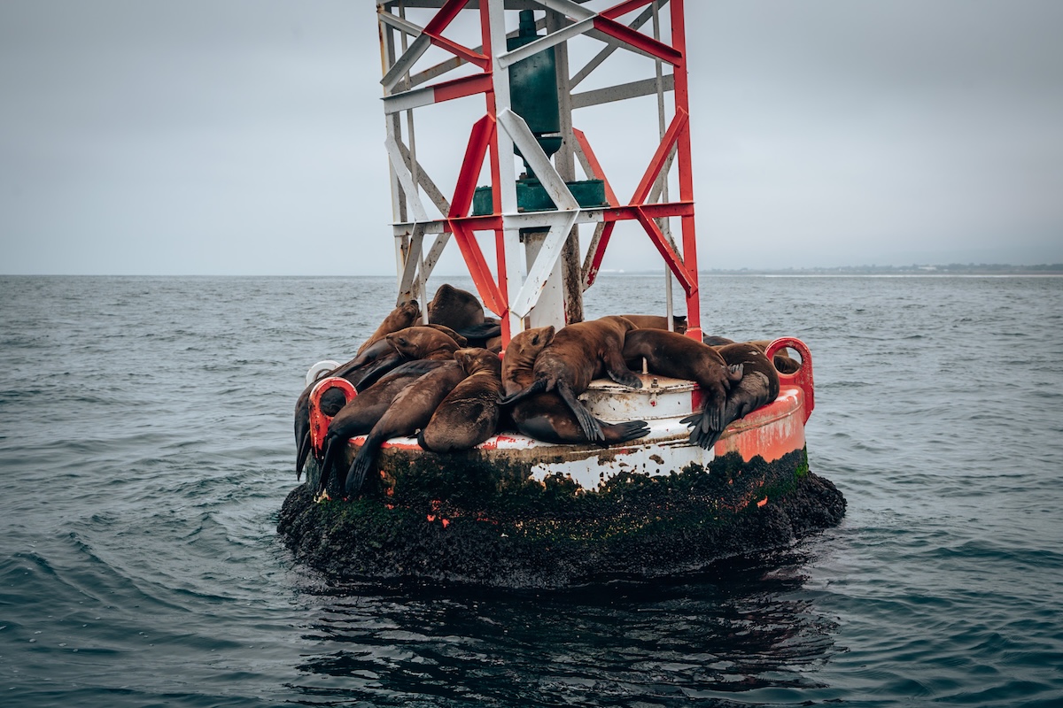 See Sea Lions on an Oceanside Coastal Expedition! 